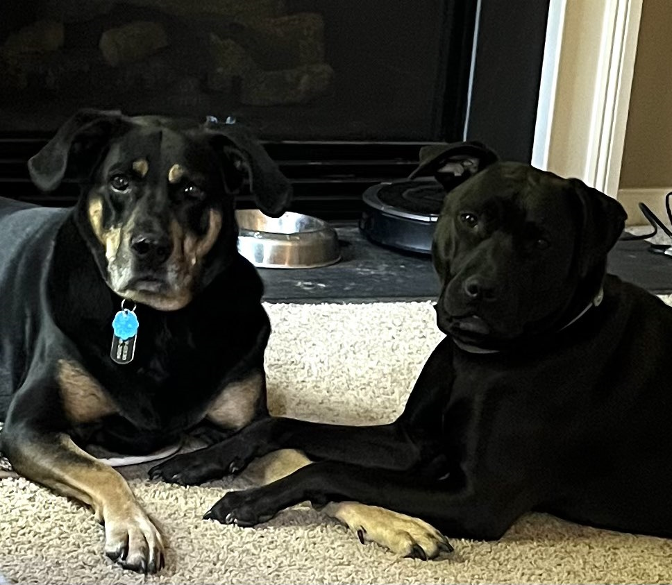 dogs